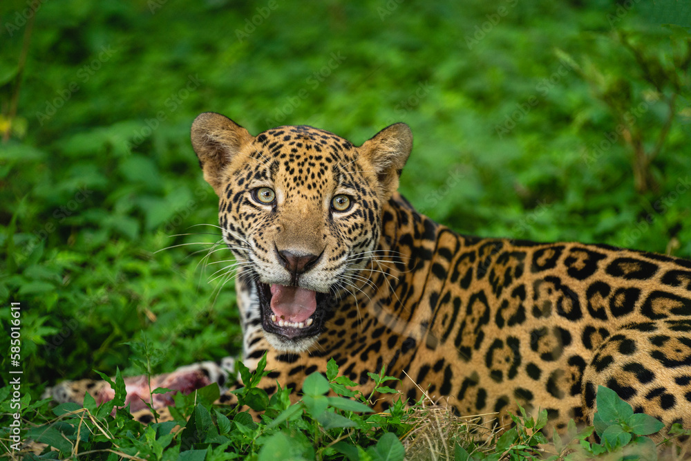 Portrait of a jaguar looking at the camera Portrait of a jaguar looking at the camera