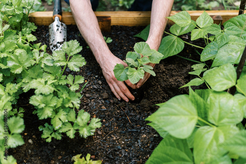 Millennial man in vegetable garden in backyard