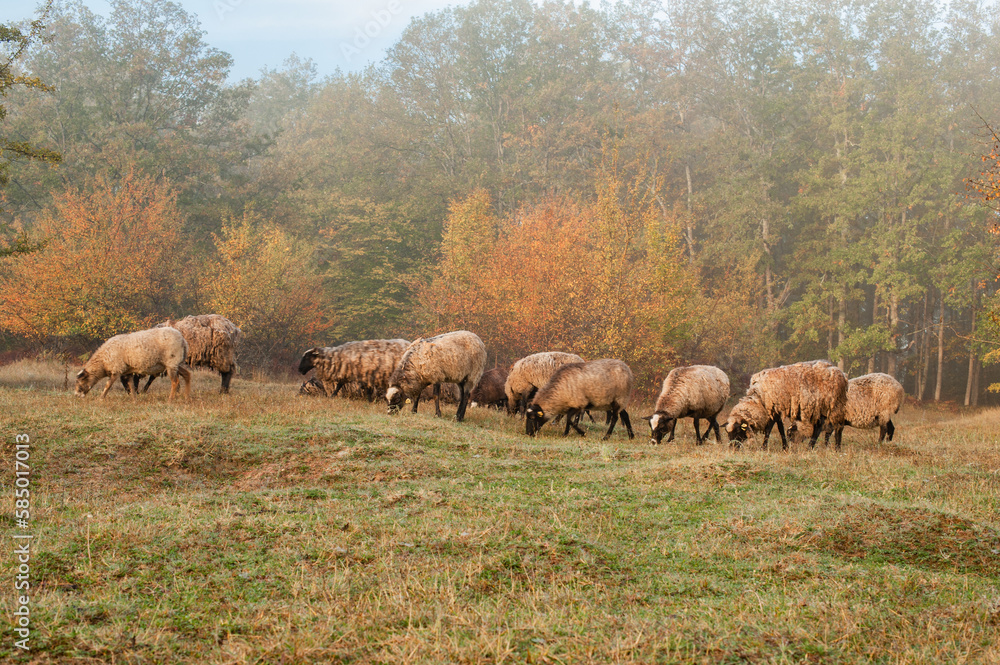 The flock of sheep The flock of sheep