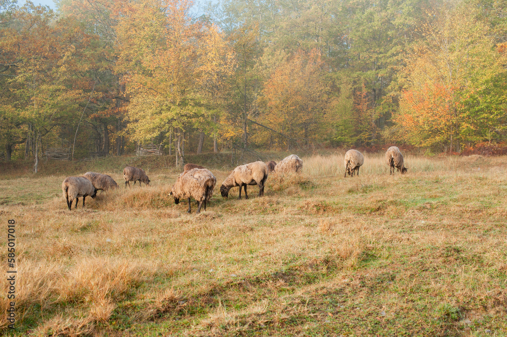 The flock of sheep The flock of sheep