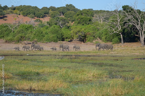 elephant  herd