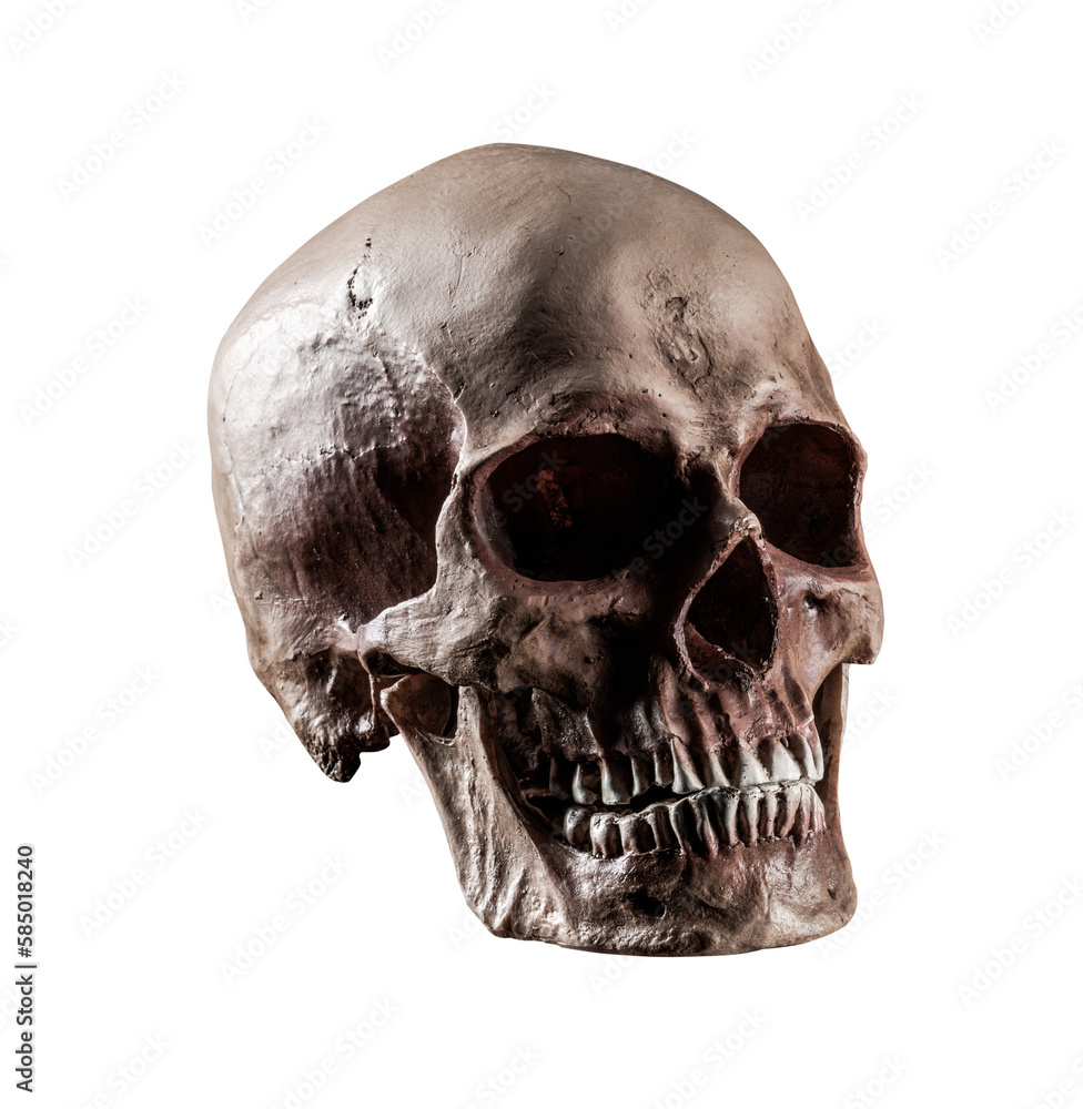 Obraz premium Human skull