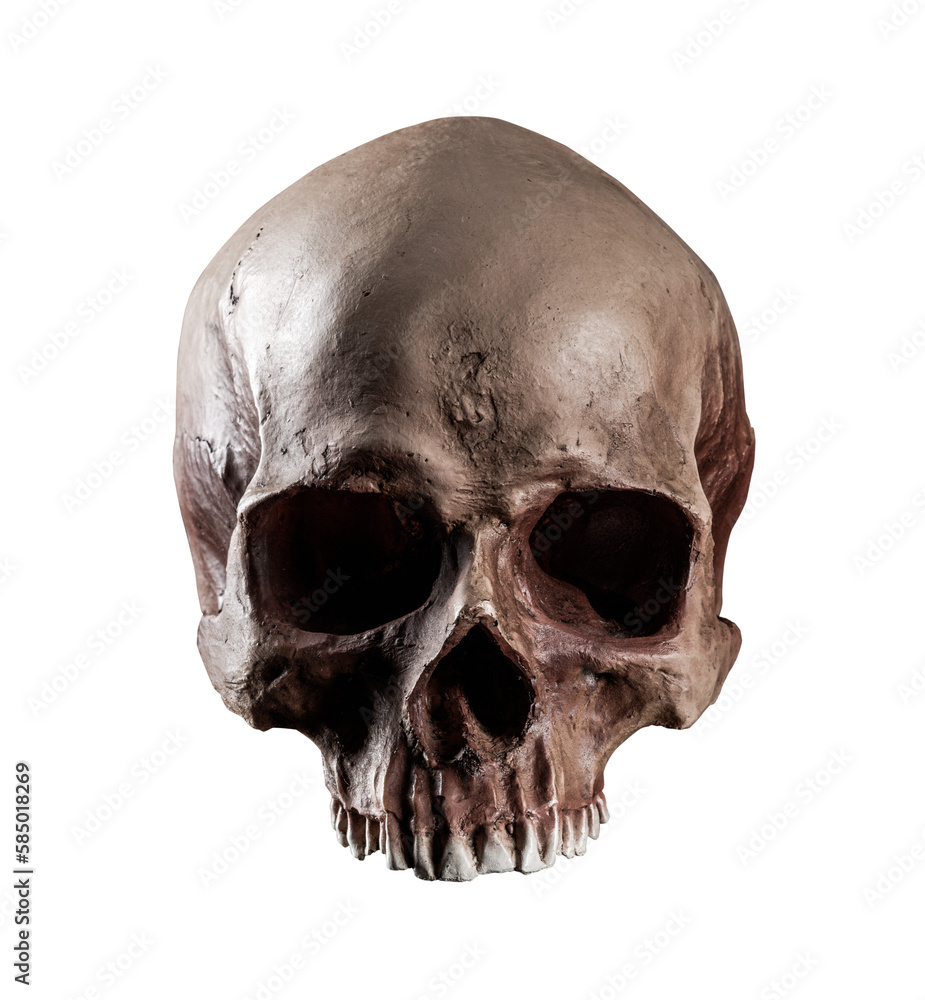 Human skull Human skull