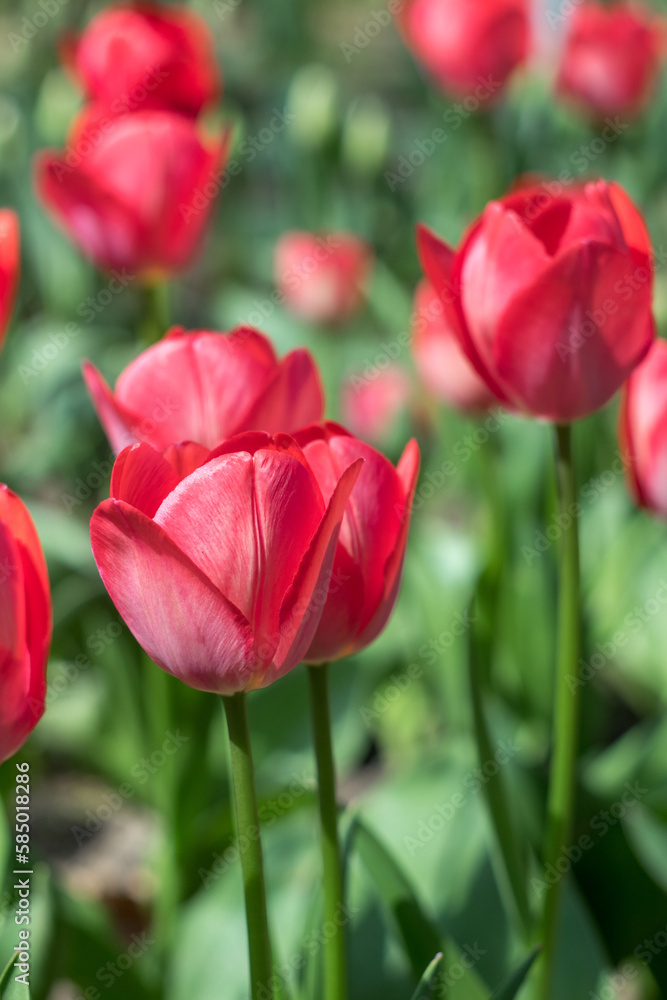 Fototapeta premium Red Tulips in Bloom on a Sunny Spring Day