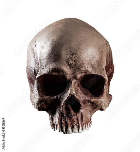 Human skull