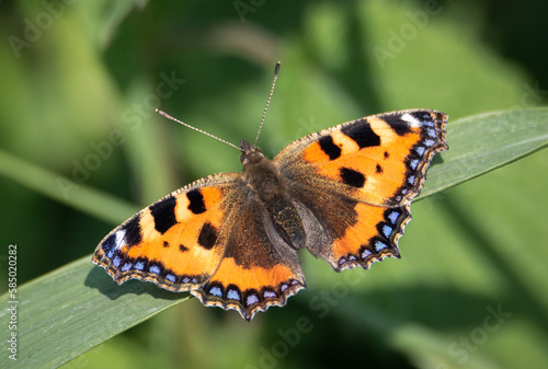 Small Tortoiseshell butterfly resting on a broad grass blade © Estuary Pig