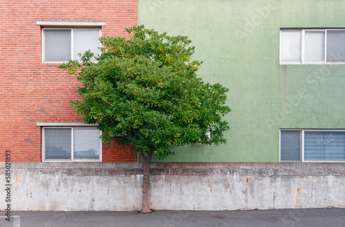 Tree in front of a red brick wall and a green wall. photo