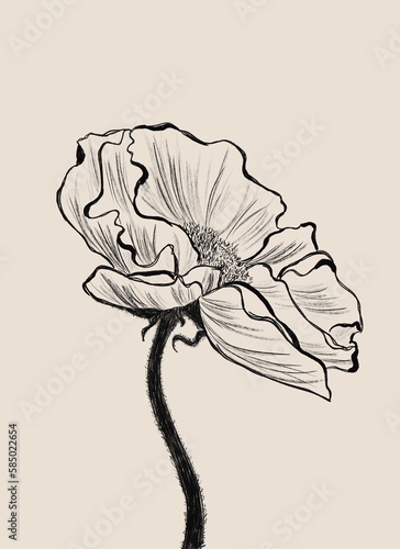 Hand drawing poppy on neutral background. photo