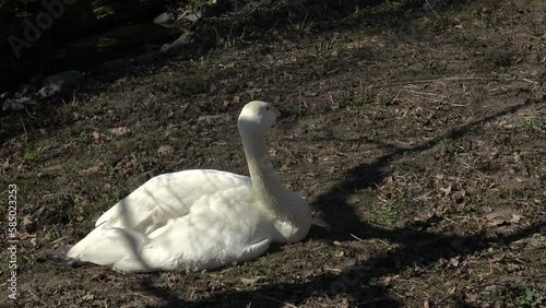 Swan (Cygnus columbianus bewickii) sitting photo