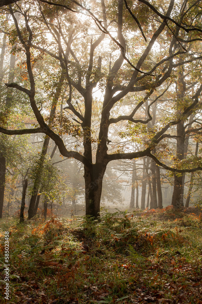 Forest in October Forest in October
