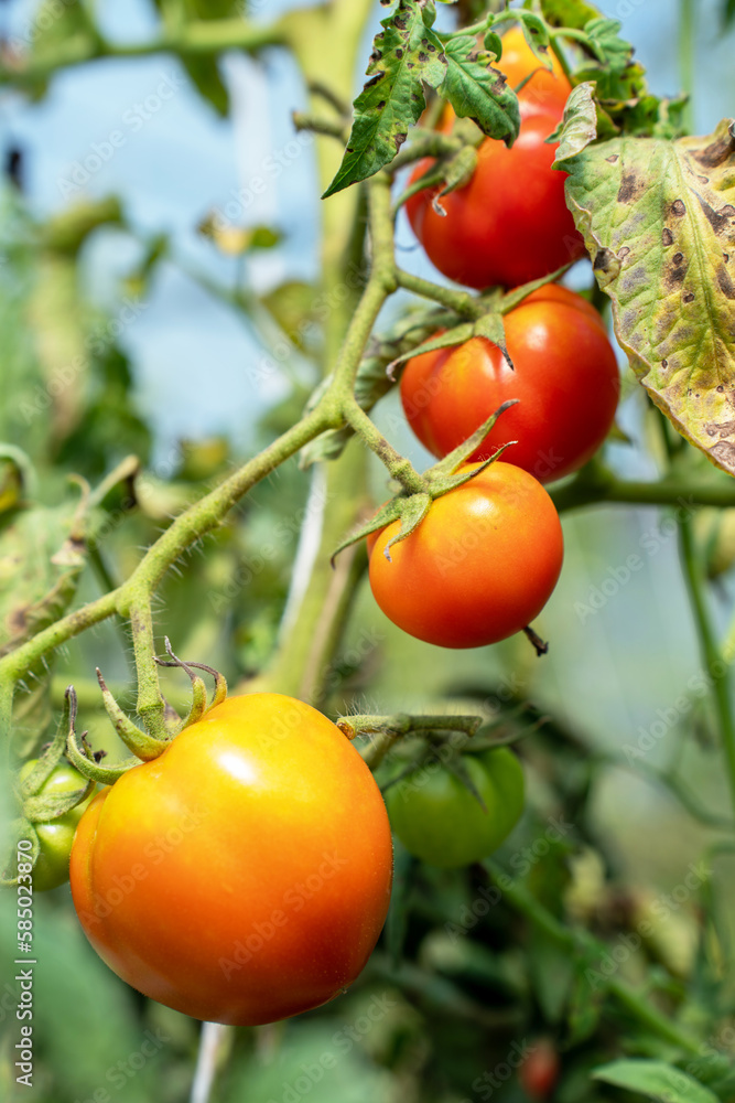 Red Tomatoes. Beautiful red ripe Tomatoes grown in a greenhouse. Gardening tomato photograph with copy space.