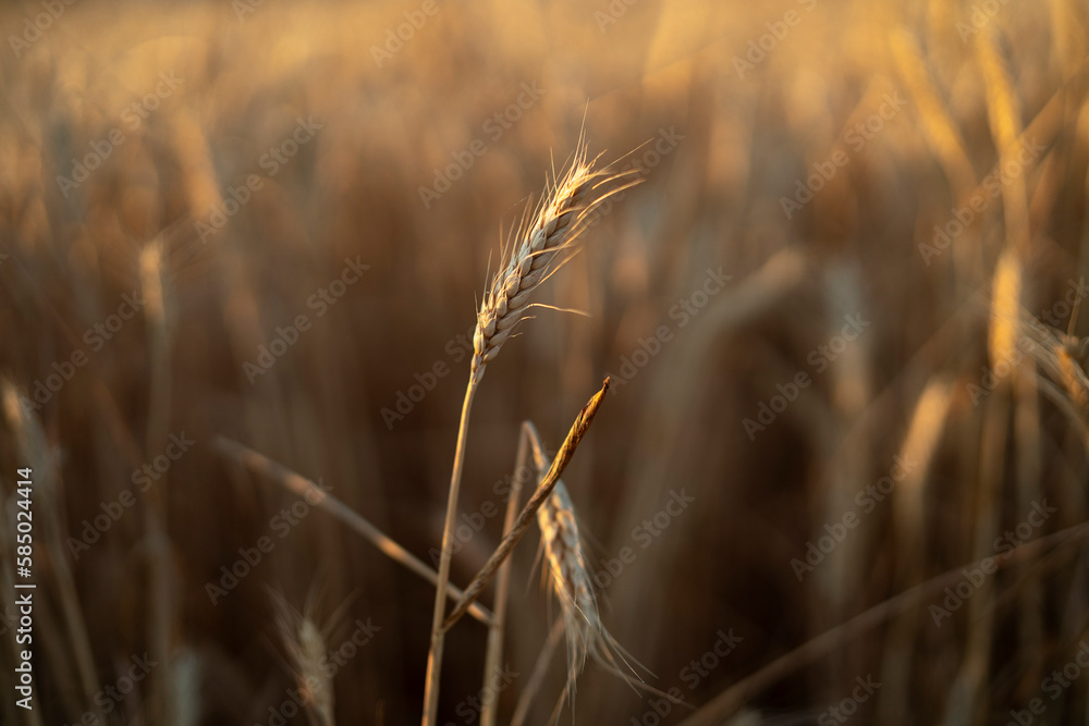 Wheat Field In Summer Wheat Field In Summer