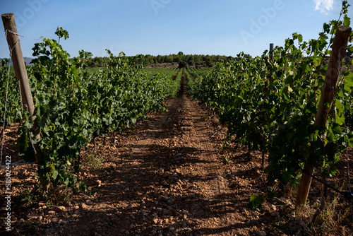 Spanish wine vineyards photo