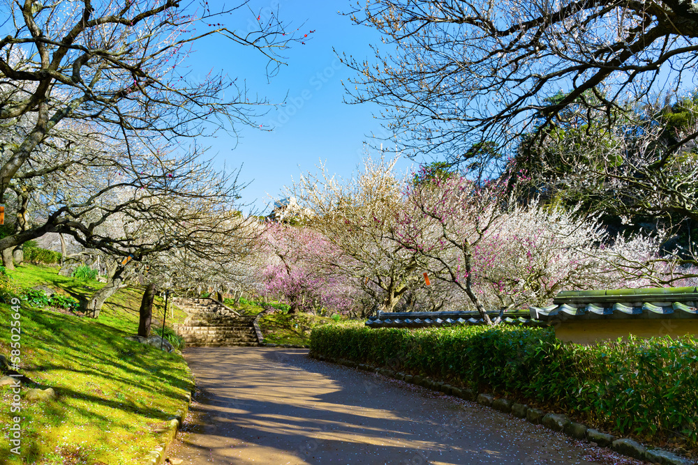 Obraz premium 静岡県熱海市 熱海梅園