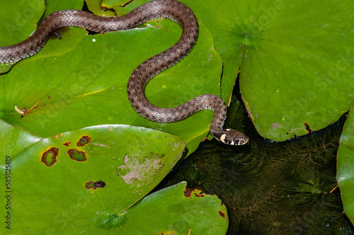 The snake