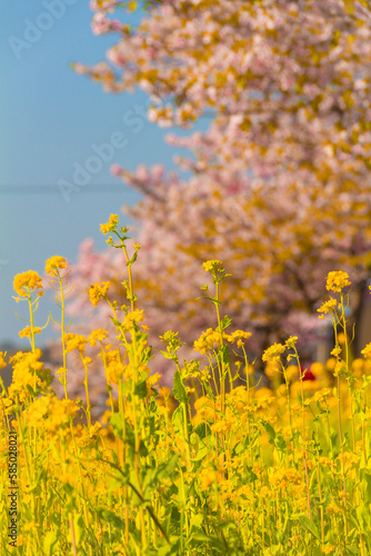 菜の花と桜並木 © ササメ サユキ