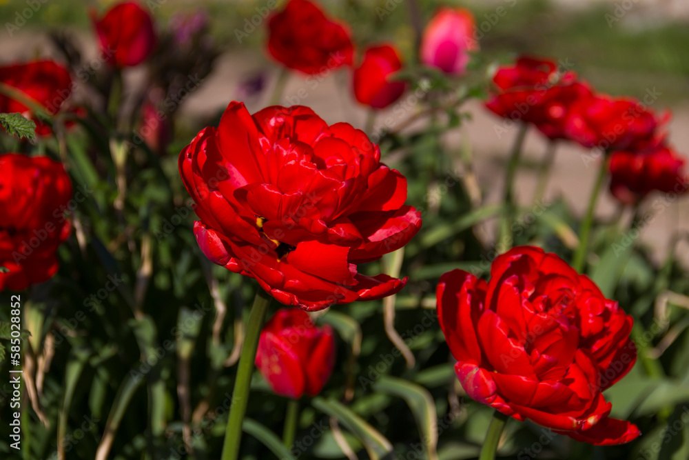 close-up of blooming red tulips. tulip flowers with deep red petals. forming flower arrangement background. close-up of blooming red tulips. tulip flowers with deep red petals. forming flower arrangement background.
