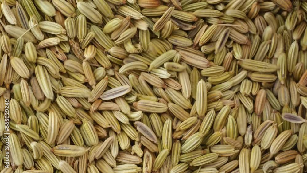 Dry fennel seed moving macro shot close up. Dry fennel seed moving macro shot close up.