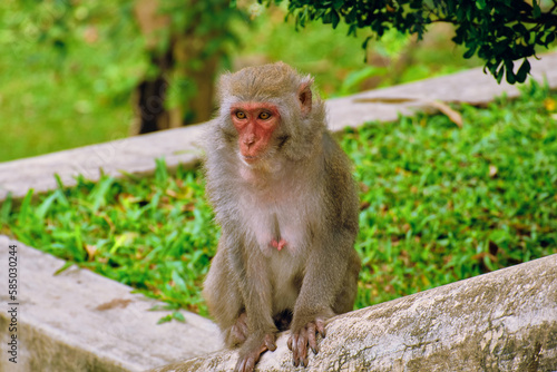 Monkeys at the LinUng Buddhist Temple on the Seoncha Peninsula near Da Nang, Vietnam. © rdv27