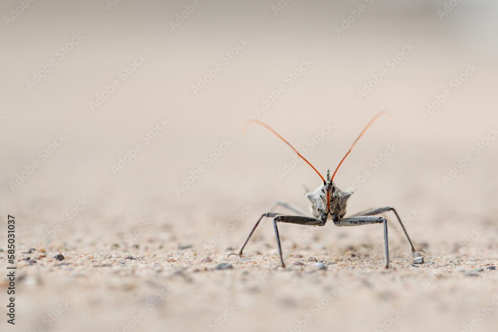 Macro image of wheel bug assassin bug Macro image of wheel bug assassin bug