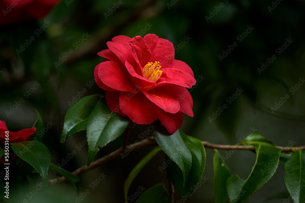 椿 花 春 椿 花 春