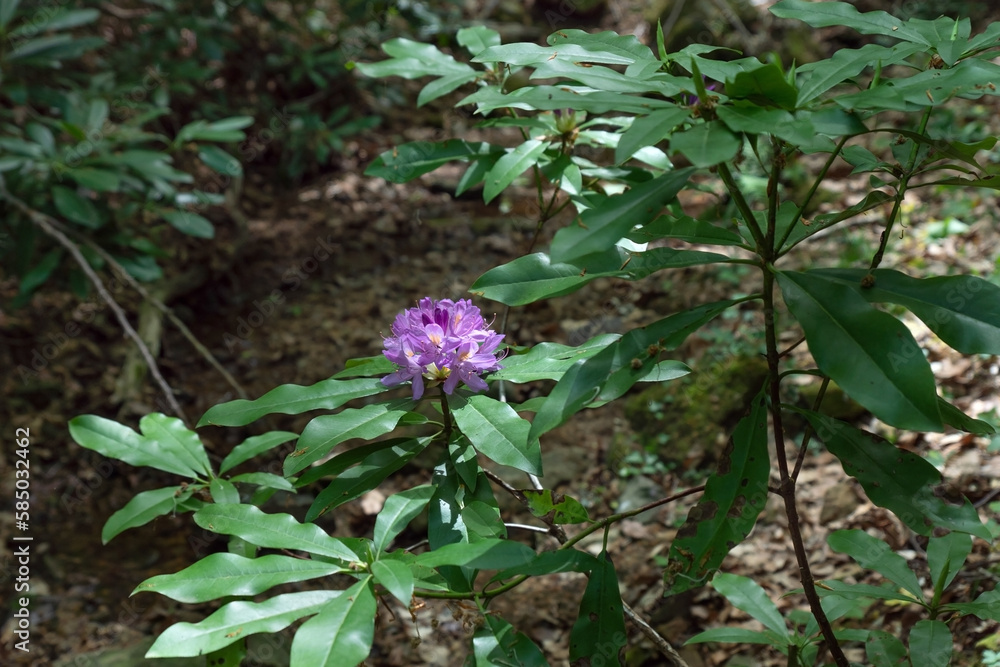 Violet blossom of evergreen shrub Rhododendron ponticum in southeast Bulgaria, Strandzha mountain, the last surviving European Tertiary habitat. Bright colorful purple flower with dark green leaves. Violet blossom of evergreen shrub Rhododendron ponticum in southeast Bulgaria, Strandzha mountain, the last surviving European Tertiary habitat. Bright colorful purple flower with dark green leaves.