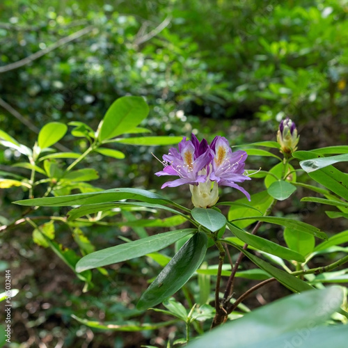 Violet blossom of evergreen shrub Rhododendron ponticum in southeast Bulgaria, Strandzha mountain, the last surviving European Tertiary habitat. Bright colorful purple flower with dark green leaves.