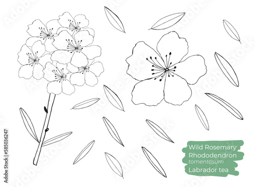 Wild Rosemary or Rhododendron tomentosum or labrador tea vector illustration. Hand drawn  line art. Branch with leaves and flowers.