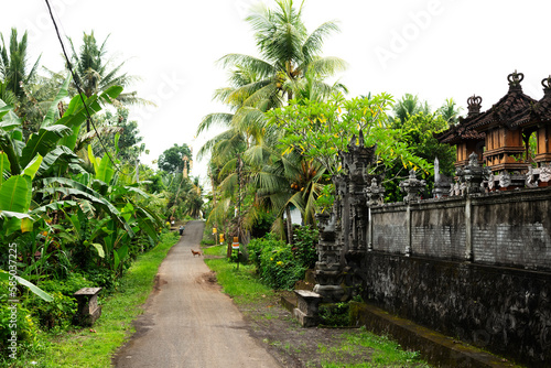 A quiet, rural road in west Bali. photo