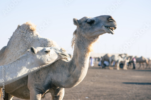 Two camels at the traditional camel market in Haf Al-Batin in Saudi Arabia photo