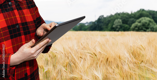 Farmer examines the field of cereals and sends data to the cloud from the tablet. Smart farming and digital agriculture.	
