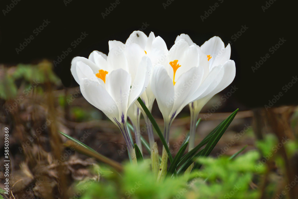 White crocuses in the garden.
