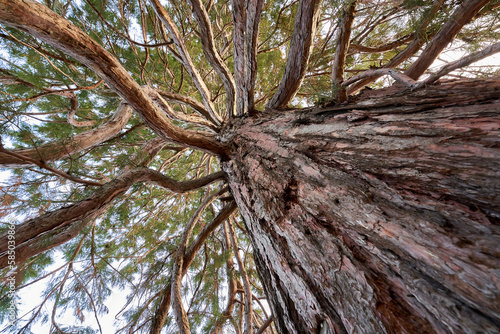 Sequoia (mammutbaum, sequoiadendron giganteum) with brown bark and green needles. Plant diagonally from below. Up view. photo