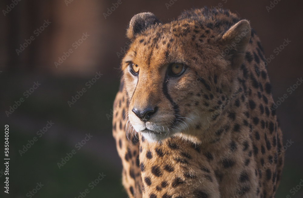 Cheetah