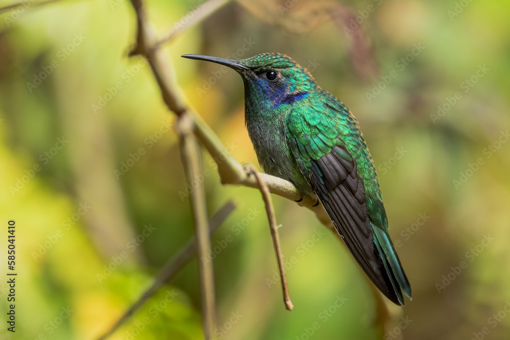 Fototapeta premium Lesser Violetear - Colibri cyanotus, beautiful violet and green hummingbird from Latin America forests and gardens, Volcán, Panama.