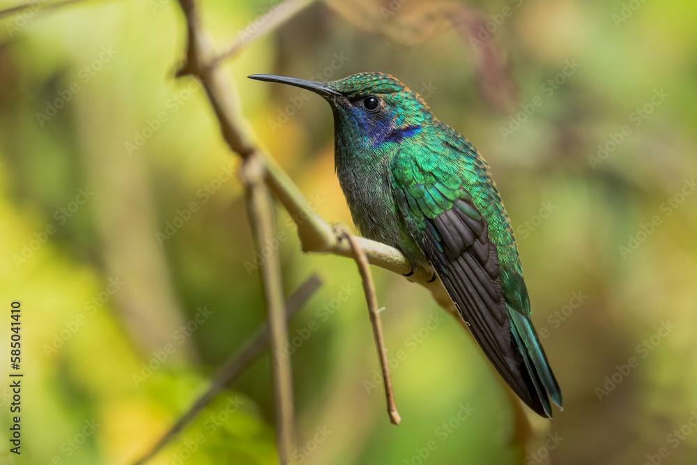 Lesser Violetear - Colibri cyanotus, beautiful violet and green hummingbird from Latin America forests and gardens, Volcán, Panama.