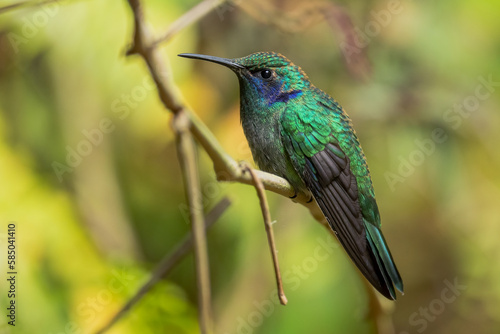 Lesser Violetear - Colibri cyanotus, beautiful violet and green hummingbird from Latin America forests and gardens, Volcán, Panama.