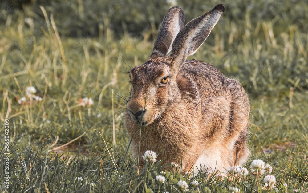 Fototapeta premium Osterhase