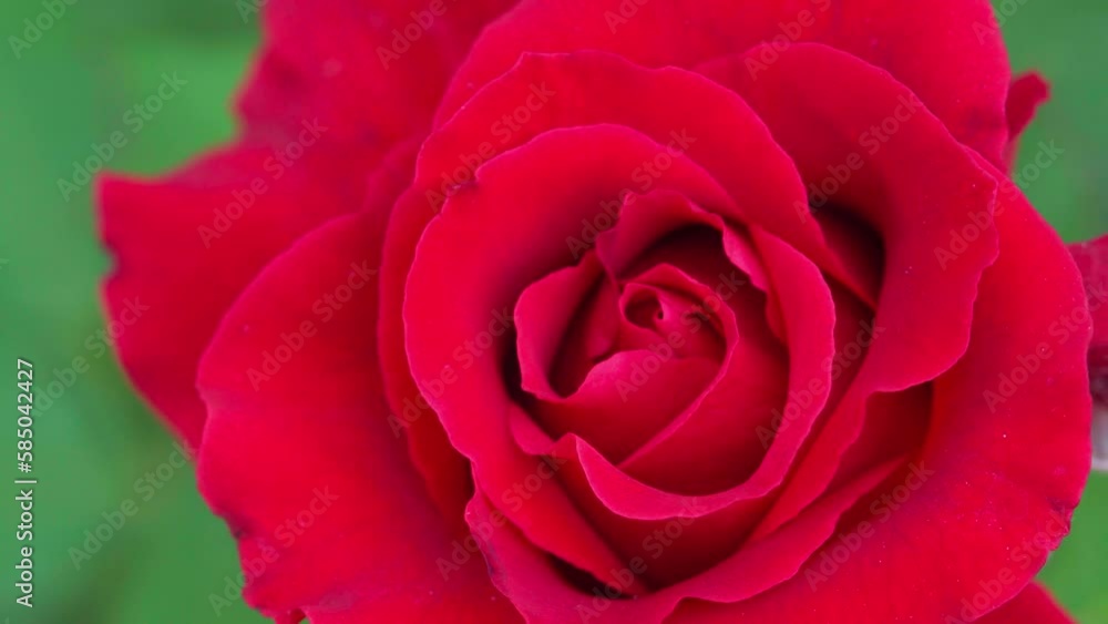 Close up, Beautiful red rose in the garden Close up, Beautiful red rose in the garden
