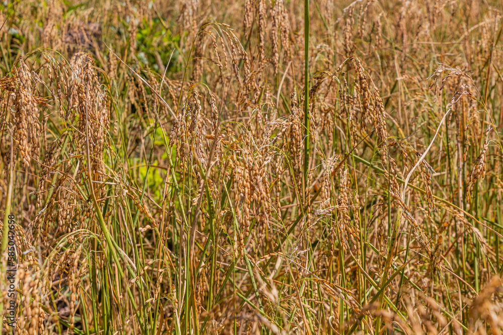 Detail of upland rice field near Luang Namtha town, Laos Detail of upland rice field near Luang Namtha town, Laos