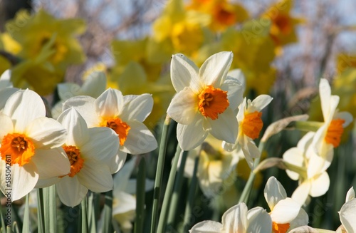 Tableau sur toile A group of  creamy white daffodils with bright yellow corona cups, Narcissus Bar