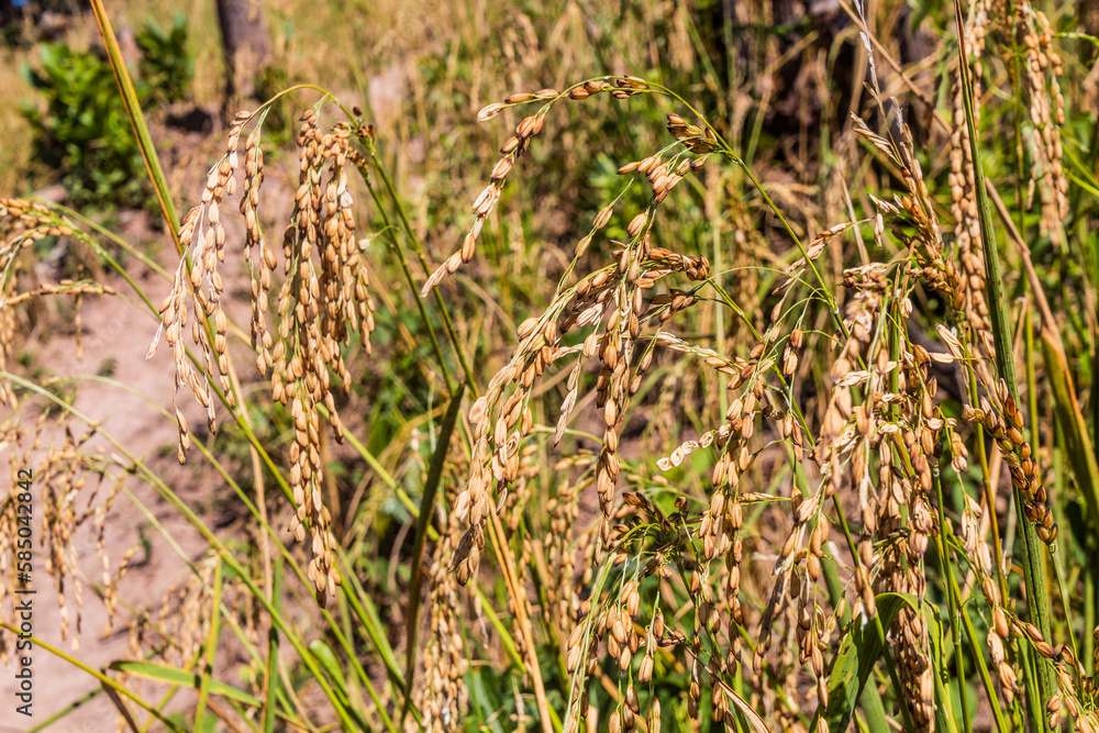 Detail of upland rice field near Luang Namtha town, Laos Detail of upland rice field near Luang Namtha town, Laos