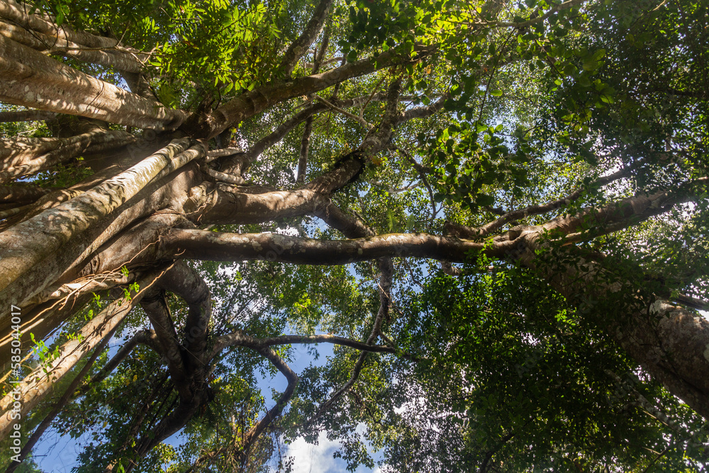 Fototapeta premium Trees in the forest of Nam Ha National Protected Area, Laos