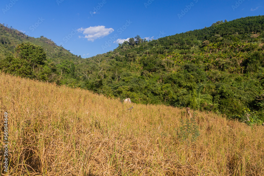 Upland rice field in Nam Ha National Protected Area, Laos Upland rice field in Nam Ha National Protected Area, Laos