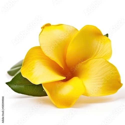 yellow orchid isolated on white background