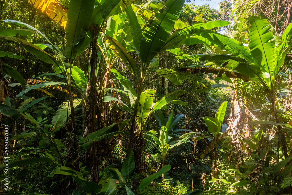 Obraz premium Forest near Namkhon village near Luang Namtha town, Laos