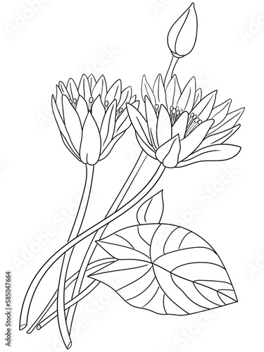 This intricate flower illustration is perfect for coloring enthusiasts of all ages. It features a variety of petals and leaves, ready to be brought to life with your favorite coloring tools.