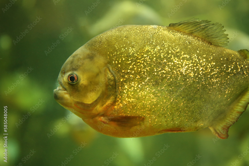 Fish under water. Fish in the aquarium. Piranha fish. Вlur. Fish under water. Fish in the aquarium. Piranha fish. Вlur.
