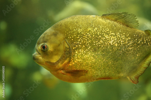Fototapeta Naklejka Na Ścianę i Meble -  Fish under water. Fish in the aquarium. Piranha fish. Вlur.