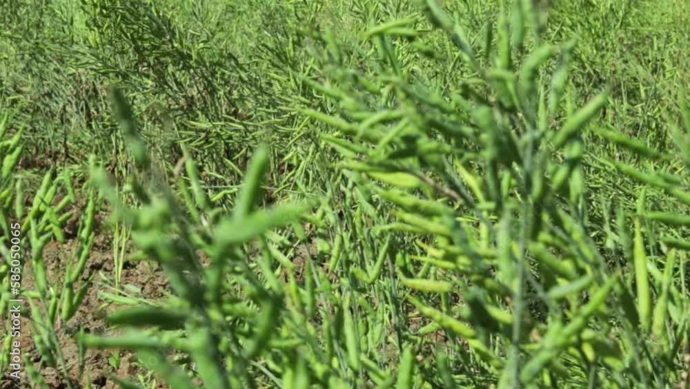 Mustard oil is made by pressing the seeds of a mustard that food and external use Mustard oil is made by pressing the seeds of a mustard that food and external use